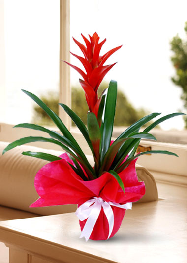 guzmania